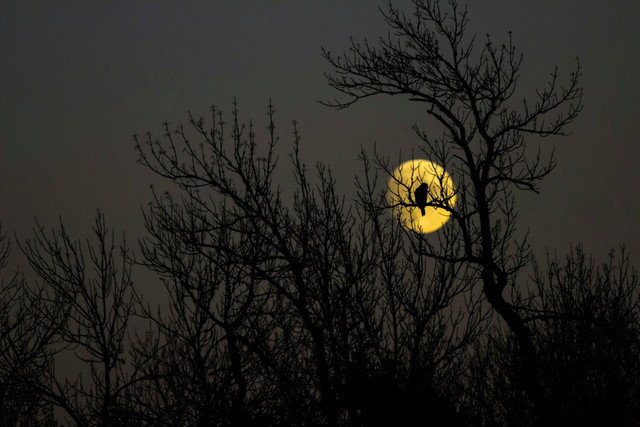 Ilustrasi fenomena Harvest Moon. Foto: Unsplash.com/Gary Fultz