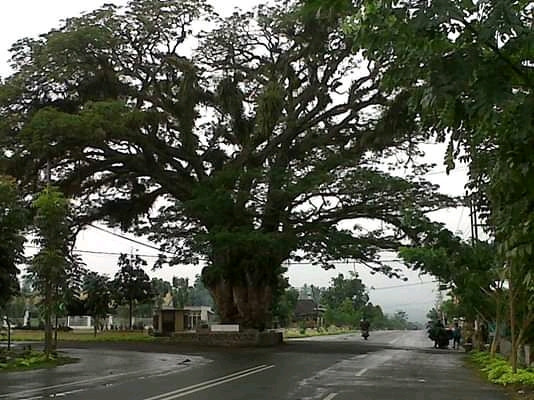 Pohon Trambesi yang bernama beringin di kopandakan berusia lebih dari 100 tahun (Sumber: Suara Sulut)