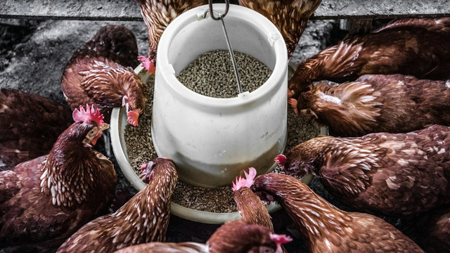 Ilustrasi Deplesi Ayam adalah. Unsplash.com/Arisa Chattasa