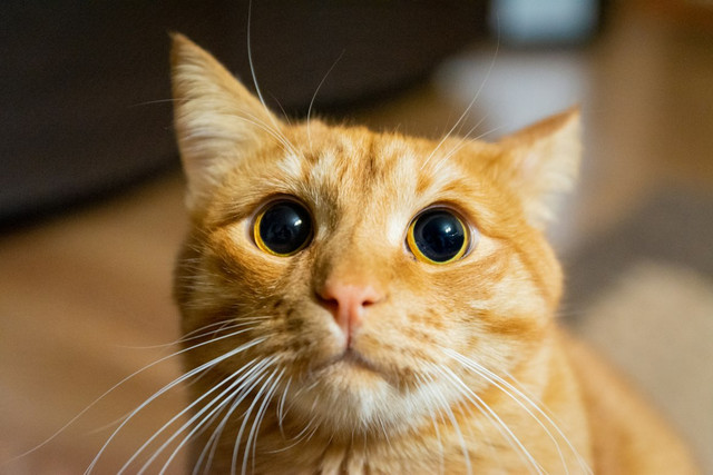 Ilustrasi film Meong, foto bukan film yang sebenarnya: Unsplash/Ivan Lopatin