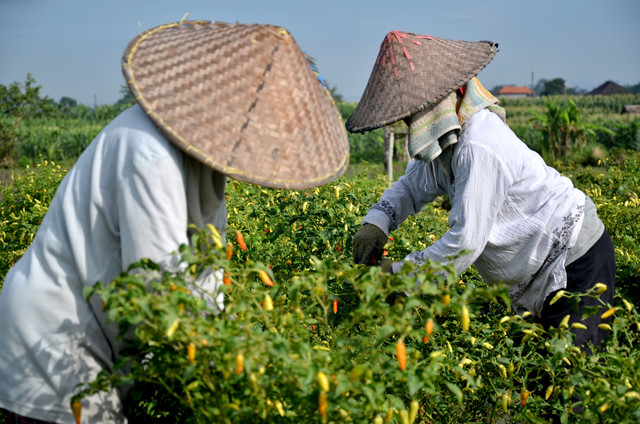 Aktivitas petani cabai. (Foto : Pexels / Danang DKW)
