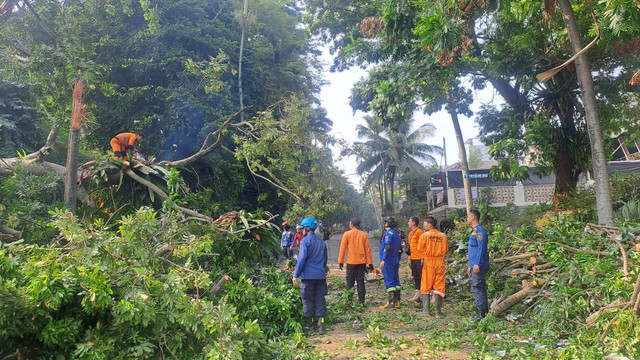 Petugas membersihkan enam pohon yang tumbang bersamaan. Foto: BPBD Kota Bogor