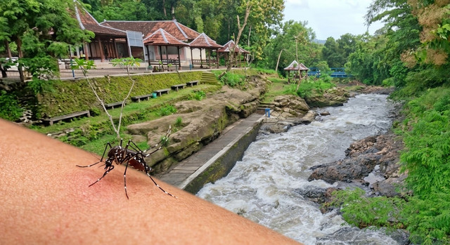 Ilustrasi nyamuk Aedes albopictus yang menggigit manusia di luar rumah (Dokumentasi pribadi)