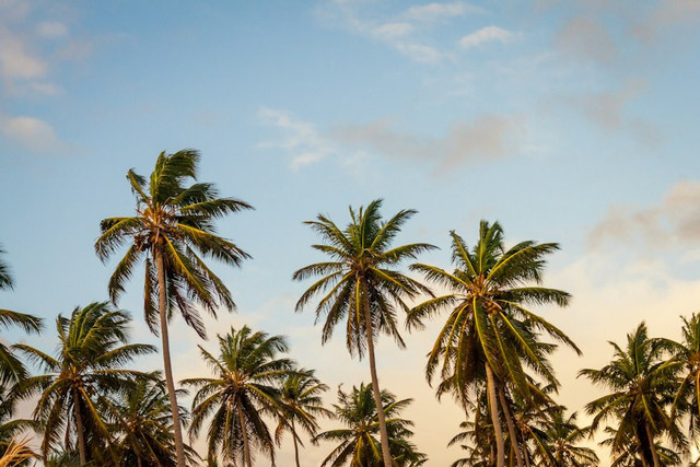 Ilustrasi Losis adalah, Foto:Unsplash/Thomas Lefebvre