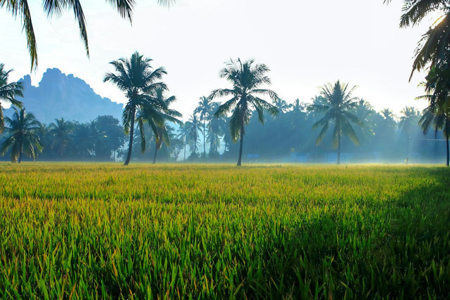 Ilustrasi Apa Itu Sekam. Foto: Unsplash/Nandhu Kumar