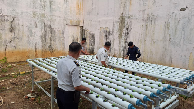 Pembinaan Kemandirian, Warga Binaan Rutan Bengkulu Rawat Kebun Pakcoy