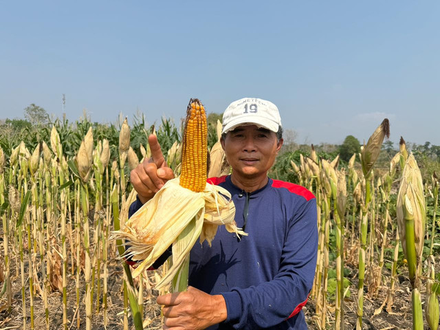 Kartono (71) petani asal Gunungkidul yang mengikuti Program Desa Binaan Imigrasi dari Kantor Imigrasi Kelas I Non TPI Yogyakarta. Foto: Pandangan Jogja/Arif UT.