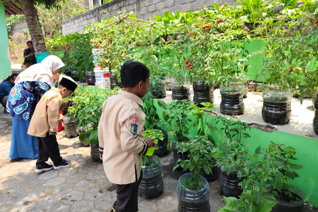 Siswa sekolah memanen sayuran yang ditanam menggunakan 600 galon bekas di lingkungan SD Negeri Purwosari, Kapanewon Mlati, Sleman, Kamis (1/10/2026). Foto: Arfiansyah Panji Purnandaru/kumparan