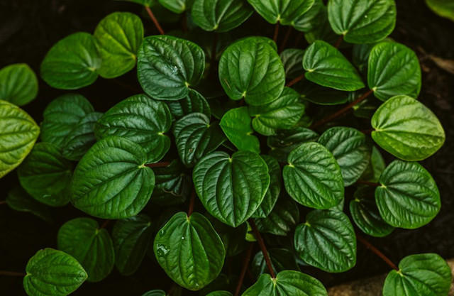 Ilustrasi Bagaimana Mekanisme Pengangkutan Air dari Akar Menuju Daun, Foto:Unsplash/Jason Hawke ๐จ๐ฆ