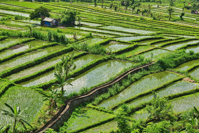 sumber pangan Indonesia. Foto: Steve Douglas/Unsplash.