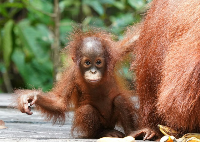 Ilustrasi Tanda-tanda Kehidupan di Bumi Pertama Kali. Unsplash.com/Bob Brewer