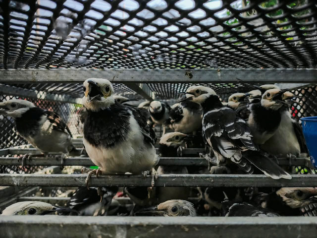 Dittipidter Bareskrim Polri menggelar konferensi pers penyelundupan ribuan burung di Sidoarjo pada Jumat (2/10/2026). Foto: Dok. Dittipidter Bareskrim Polri