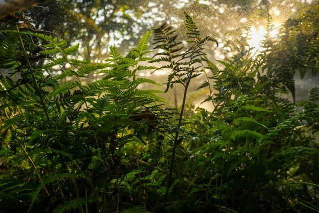 Ilustrasi makhluk hidup yang dapat melakukan fotosintesis dalam ekosistem. Foto: Unsplash.com/Eunbyeol Lee