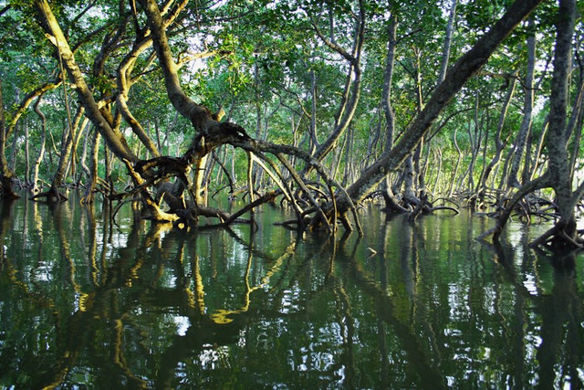 Ilustrasi Informasi Tentang Persebaran Hutan Mangrove dan terumbu Karang di Indonesia, Foto:Unsplash/Timothy K