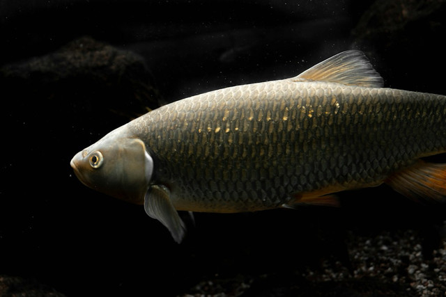 Ilustrasi Jelaskan apa yang bisa menyebabkan seekor ikan mas menjadi haram dimakan,Foto: Unsplash/ Sara Kurfeß