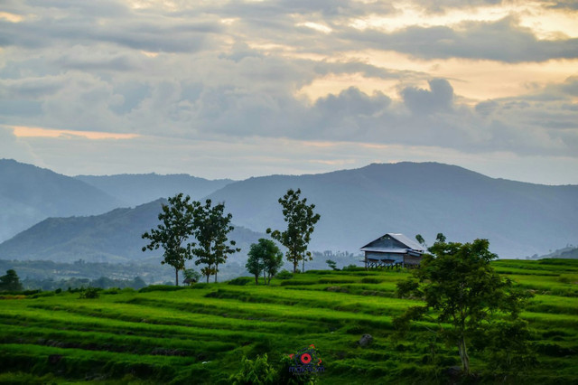 Ilustrasi Upaya Apa yang Dapat Kalian Lakukan untuk Menjaga Kelestarian Lingkungan Tempat Tinggal Sekitar. Foto: Unsplash/Makrum Rum