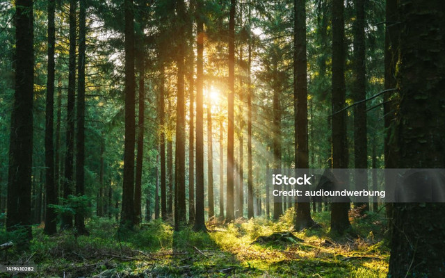 Ilustrasi hutan (sumber: https://pixabay.com/id/images/search/hutan/)