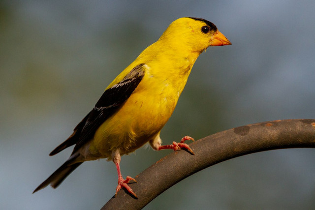 Ilustrasi fungsi jari kaki panjang dan telapak kaki datar yang dimiliki burung kutilang. Foto: Unsplash.com/Joshua J. Cotten