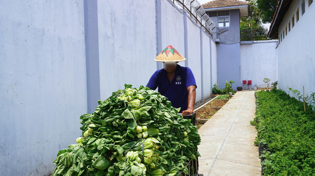 Panen sayuran di Brangang Rutan Magetan. Foto: Dok. Rutan Magetan