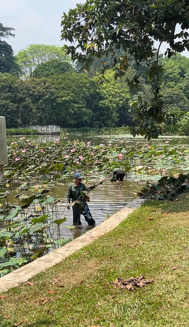 Dokumentasi pribadi – Aktivitas tenaga kerja dalam pengelolaan lingkungan sebagai bagian dari tanggung jawab dunia usaha untuk menjaga keberlanjutan lingkungan dan mendukung kegiatan bisnis yang berkelanjutan.