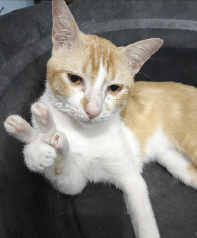 kucing oren peliharaan yang di edit menggunakan ai untuk berpose peace sumber:dokumentasi pribadi (kucing saya) 
