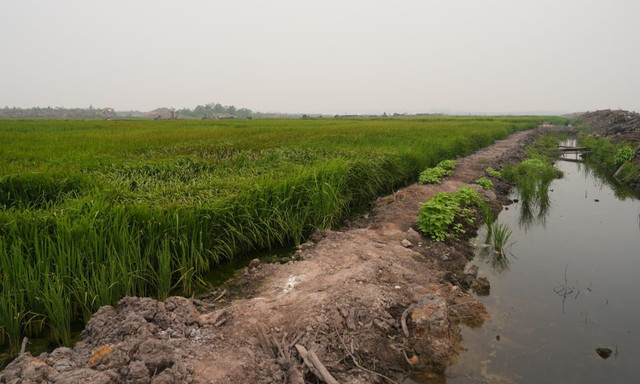 Menteri PU Dody Hanggodo saat meninjau Kawasan Sentra Produksi Pangan, Energi, dan Air Nasional (KSPEAN) Wanam, Kabupaten Merauke, Papua Selatan.  Foto: Dok. Istimewa