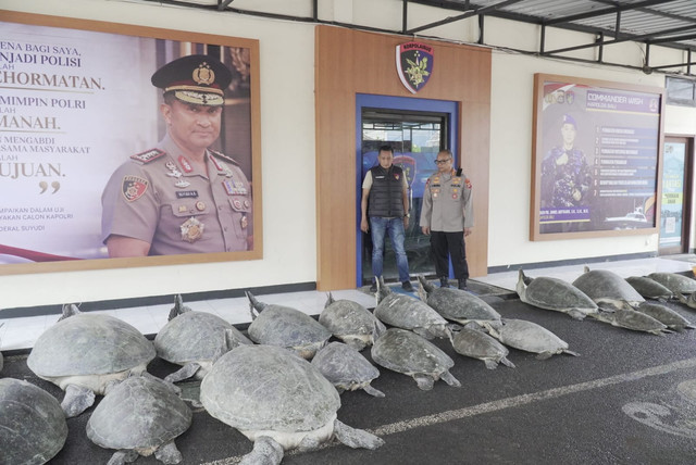 Ditpolairud Polda Bali menggagalkan upaya penyelundupan 22 ekor penyu hijau (Chelonia mydas) di wilayah perairan Pulau Serangan, Denpasar Selatan, Bali. Dok: Polda Bali