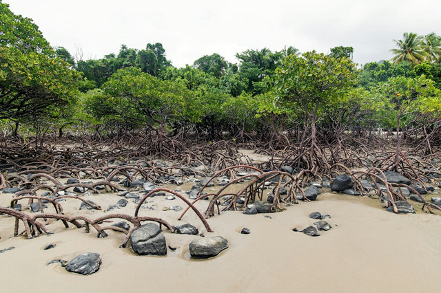 ilustrasi mengapa tanaman mangrove penting bagi lingkungan pesisir dan kehidupan makhluk hidup di sekitarnya?. unsplash/davidclode