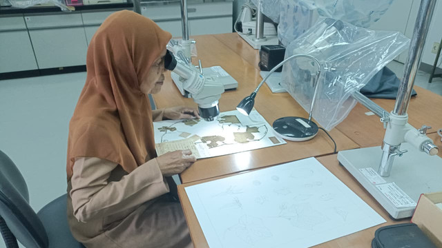 Dr. Rugayah sedang mengamati spesimen herbarium. Foto: Dok. pribadi Dr.Rugayah