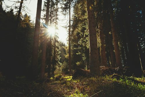 Ilustrasi Sebaran Hutan Indonesia dari Barat ke Timur, Foto: Unsplash/Mr. Marco