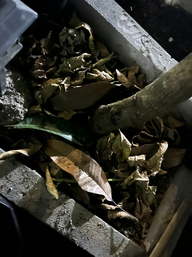 Daun kering dapat diolah menjadi pupuk kompos yang bermanfaat bagi tanaman sekaligus membuka peluang usaha ramah lingkungan. (Dokumentasi pribadi)