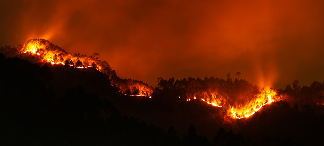 Ilustrasi kebakaran hutan. (Foto: Arnav Kainthola/Pexels)