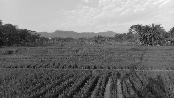 Ladang Yang Seharusnya Hijau Seakan Menjadi Hitam-Putih Karena Perbuatan Manusia // Foto : Raja Ravanda