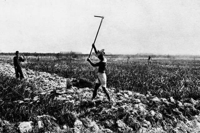 Situasi Ladang (Foto: kumparan.com/saut-situmorang)