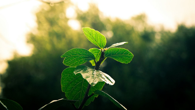 Ilustrasi bagian tumbuhan yang berfungsi sebagai tempat fotosintesis. Foto: Unsplash.com/karim ouakkaha