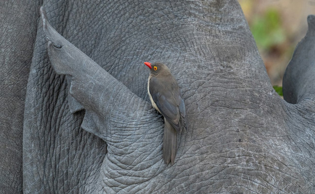 ilustrasi hubungan antara dua makhluk hidup yang saling menguntungkan disebut. unsplash/Bob Brewer