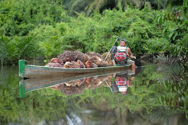 Seorang pekerja mengangkut tandan buah sawit dengan perahu di kawasan perkebunan Indonesia. (Foto: Jirolupat Malioboro/Pexels)