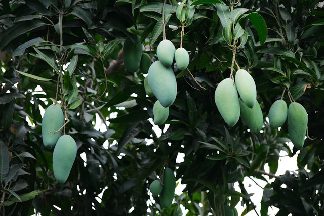 Ilustrasi Mangga Kiojay, Foto: Unsplash/Duc Van