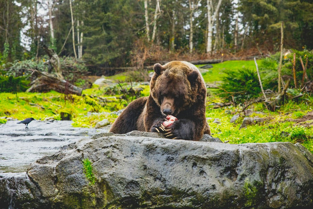 Ilustrasi Apa nama hewan yang memakan tumbuhan dan daging. Foto: Unsplash.com/Dylan Mullins