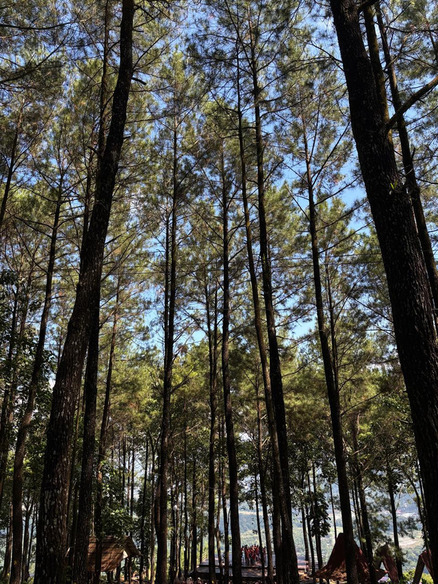 Ilustrasi hutan Pinus Becici tepatnya di Daerah Istimewa Yogyakarta,Muntuk. Sumber dari hasil potret saya menggunakan Smartphone pada tanggal (Minggu, 29 Maret 2026)