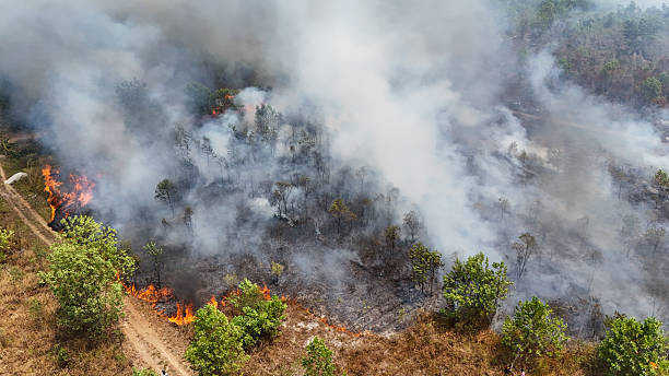 Gambut masih panas, masyarakat cemas. Apakah respon pemerintah kita? Foto: https://media.istockphoto.com/id/1253361515/id/foto/deforestasi-dan-kebakaran-hutan.jpg?s=1024x1024&w=is&k=20&c=4L8qWk_wVfLyrUNQDNThuUAn19iGPaMECv87AYH2t6w=