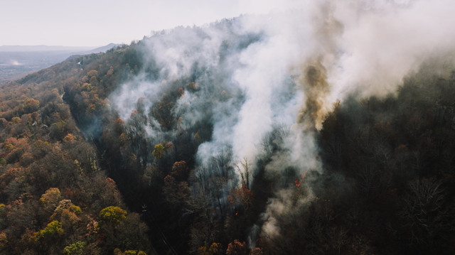 Ilustrasi Asap Kebakaran Hutan, Photo by: (K, Pexels)