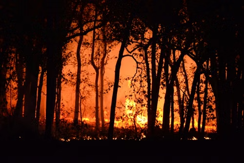 Kebakaran Hutan dan Lahan. Foto: Pexels