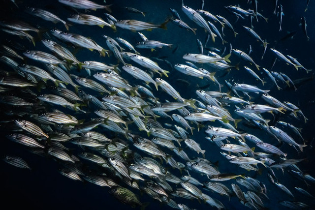 Ilustrasi ikan belida. Foto: Unsplash.com/Gigin Krishnan