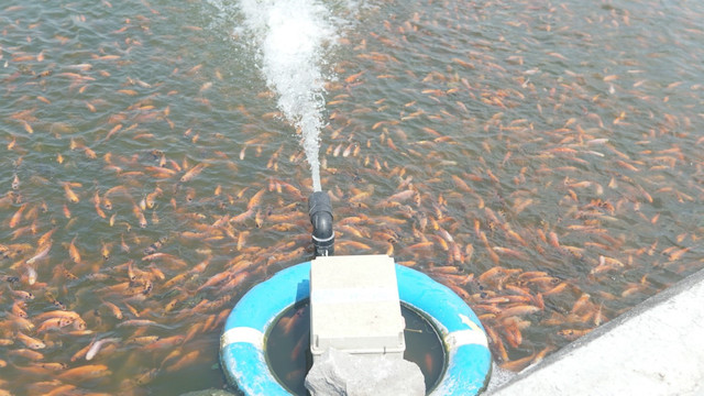 Budidaya Ikan Nila