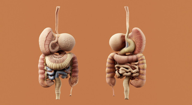 Ilustrasi proses protein akan dipecah menjadi senyawa pada saluran pencernaan. Foto: Unsplash.com/Aakash Dhage