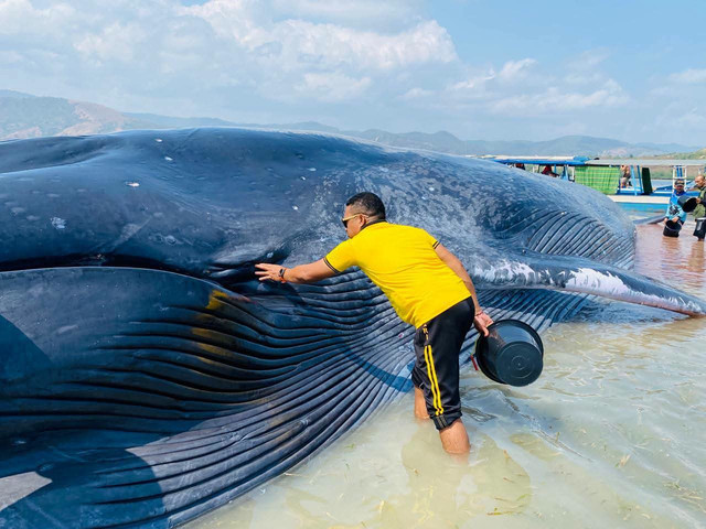 Seekor paus biru berukuran sekitar 25 meter terdampar di perairan Pulau Kolong, kawasan Taman Laut 17 Pulau Riung, Kabupaten Ngada, Nusa Tenggara Timur (NTT), Jumat (30/10/2026). Foto: Dok. Istimewa