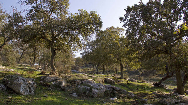 Ilustrasi hutan. Foto: Rita Kapitulski/Shutterstock