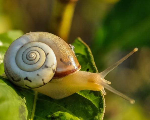 Ilustrasi Kupas Tuntas Pertanyaan Bekicot Halal atau Haram Berdasarkan Ajaran Islam. Sumber: Pixabay/Pexels.com