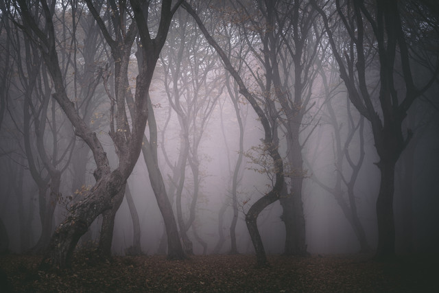 Hutan Hoia Baciu di Rumania. Foto: Daniel Marian/Shutterstock